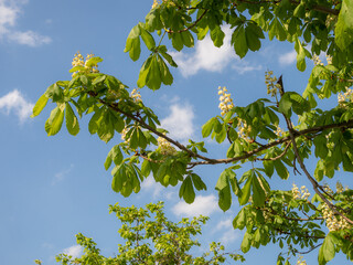 branches of a blooming chestnut in spring
