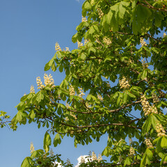 blooming chestnut on a spring day