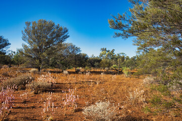 Red earth and characteristic outback vegetation in the mid west of Western Australia, Meekatharra area