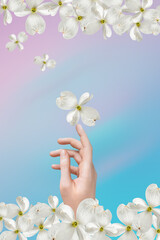 female hand of a Caucasian girl in beautiful white dogwood flowers. fingers are raised. Display for advertising cosmetics. Delicate lilac-blue gradient background