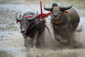 A buffalo is at a race track in Chonburi Province, Thailand