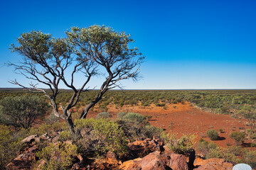 The vast expanse of the outback in the mid west of Western Australia, Meekatharra area. Vast wilderness with open forest, tree in the foreground
