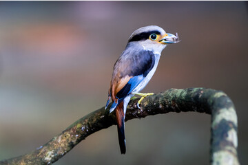 Silver-breasted Broad-billed Kingbird is holding food to feed its young