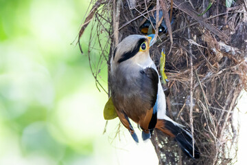Silver-breasted Broad-billed Kingbird is holding food to feed its young