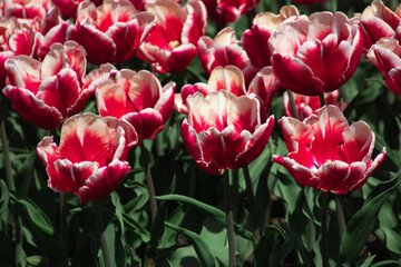 Pink Foxtrot tulips in the garden beautiful spring photo