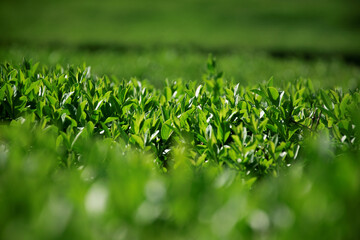 Green grass in the park. Spring background