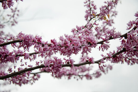  Eastern redbud (Cercis canadensis) close up view