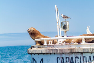 sea lions on the high seas