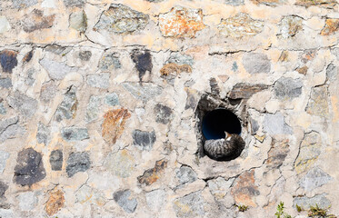 Riverside Reverie. Made of stones. Kitty Cat's Urban Nap. Negative space. Sleeping cat.