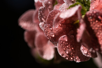 Flower Plant Water Drop