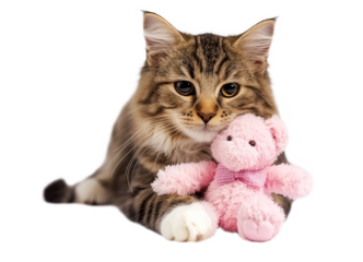 Cute cat hugs a teddy bear.