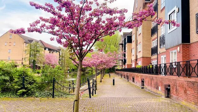 Beautiful pink blooming trees lining a residential area along the tranquil canal in Apsley, creating a picturesque spring scene in Hertfordshire countryside, England, United Kingdom