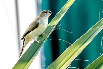 silver-billed finch bird on a reed palm branch