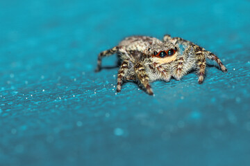 Mini Spider Eyes