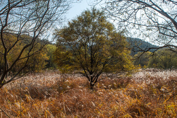 Fototapeta premium 한국의 숲, 늪, 자연, 농사