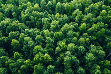 Naklejka na ściany i meble Aerial top view green forest and green trees in rural Altai, Drone photo.