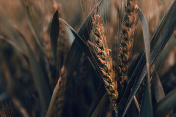 Unripe ear of wheat in field, close up