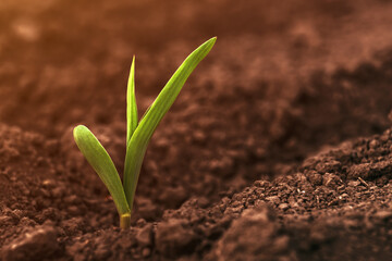 Fototapeta premium Corn crop small green seedling growing out of agricultural field soil in spring