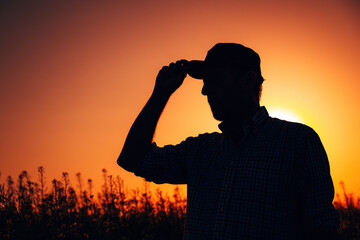 Back lit silhouette of male farmer with trucker's hat standing in blooming canola rapeseed field in sunset