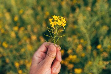 Farmer agronomist examining blooming canola crops in field, agriculture and farming concept