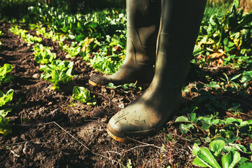 Green rubber gardening boots in organic vegetable garden, farm worker standing on homegrown produce plantation - 791785570
