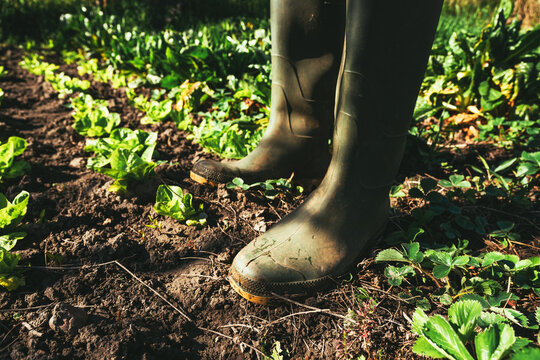 Green rubber gardening boots in organic vegetable garden, farm worker standing on homegrown produce plantation