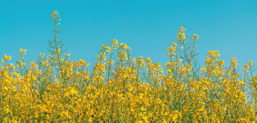 Panoramic image of blooming rapeseed crops in cultivated agricultural field with clear blue sky in background - 791785715