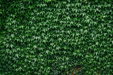 Boston ivy creeping plant growing against the building wall - 791785971