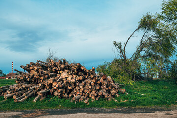 Lumber and timber wood industry, cut down fallen tree trunks stacked and ready for transport - 791786139