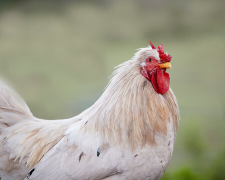 Close up of white rooster with V comb