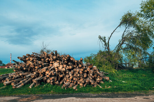 Lumber and timber wood industry, cut down fallen tree trunks stacked and ready for transport