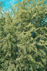 Russian olive treetop in spring - 791786370