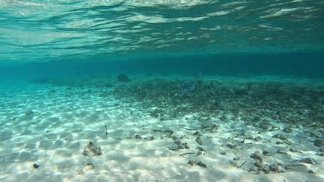 Small school of pale blue Caranx fish swimming in shallow water.