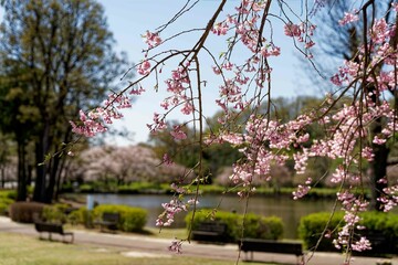 しだれ桜咲く公園