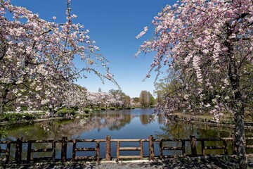 満開の枝垂れ桜が咲く公園