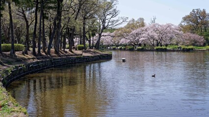桜の咲く公園