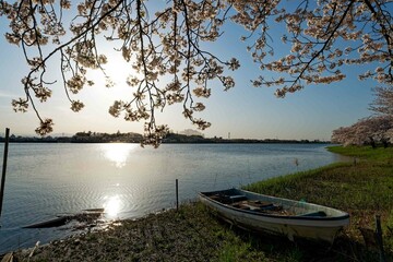 満開の桜と輝く湖面