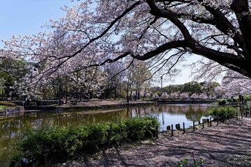 満開の桜の咲く公園