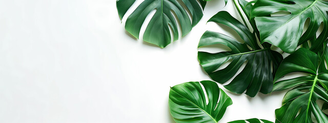 Monstera Leaves on the white foggy Background: Vibrant Tropical Greenery