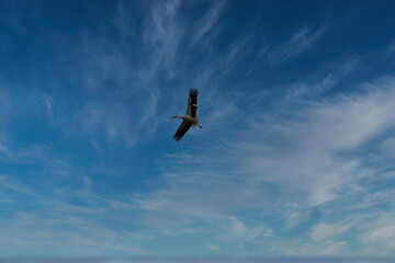 Stork returning to the nest
