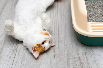 domestic cat lies on its back near the cat litter box