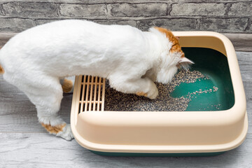 cat burying poop in the cat litter box