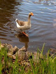 Graugans, Gans, Gänse