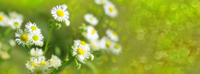 Wild Flower Matricaria Chamomilla, Matricaria Recutita, Chamomile in meadow, White summer flowers...