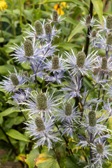 Eryngium alpinum 'Blue Jackpot' also known as Blue Sea Holly