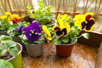 Gardening essentials with pansy and forget-me-not seedlings in container, Gardening essentials,...