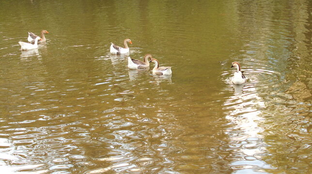 Graugans, Gans, G&auml;nse