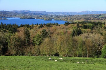 Landscape in rural County Sligo, Ireland featuring sheep in field against backdrop of forest and Lough Gill lake on bright late spring day