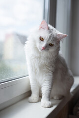 Portrait of curious white cat sits on window sill. Fluffy pet at home. Domestic animal on vertical banner with copy space.