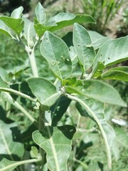 tree, sky, nature, spring, branch, leaf, leaves, plant, blue, flower, trees, summer, garden,
 branches, blossom, foliage, sun, bloom, forest, blooming, season, apple, beauty, growth, 
 flora, green,